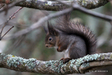 Ekorn (Sciurus vulgaris)