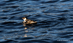 Little Auk (Alle alle)