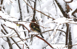 Bokfink (Fringilla coelebs)