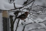 Kjernebiter (Coccothraustes coccothraustes)