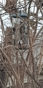 Pied Flycatcher (Ficedula hypoleuca)