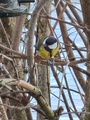 Kjøttmeis (Parus major)