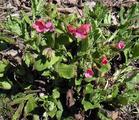 Kantlungeurt (Pulmonaria montana)