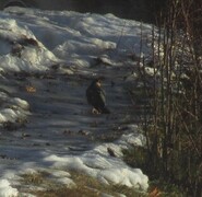 Spurvehauk (Accipiter nisus)