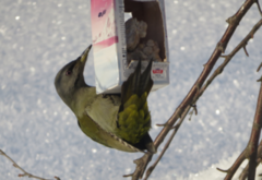 Grey-headed Woodpecker (Picus canus)