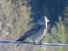 Kaie (Corvus monedula)