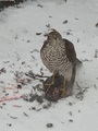 Spurvehauk (Accipiter nisus)