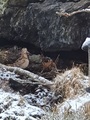 Rugde (Scolopax rusticola)