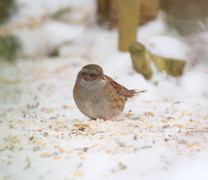 Hedge Accentor (Prunella modularis)