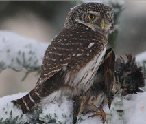 Spurveugle (Glaucidium passerinum)