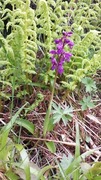 Vårmarihand (Orchis mascula)