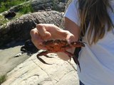 Strandkrabbe (Carcinus maenas)