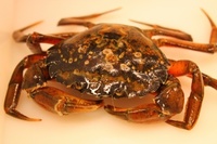 Strandkrabbe (Carcinus maenas)