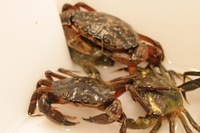 Strandkrabbe (Carcinus maenas)