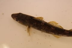Atlantic cod (Gadus morhua)