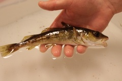 Atlantic cod (Gadus morhua)