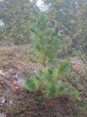 Sembrafuru (Pinus cembra)