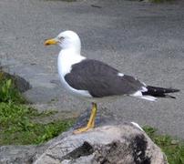 Lesser Black-backed Gull (Larus fuscus)