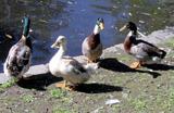 Andefamilien (Anatidae)