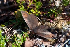 Dewy Ringlet (Erebia pandrose)