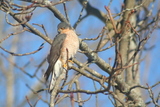 Spurvehauk (Accipiter nisus)