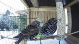 Stær (Sturnus vulgaris)