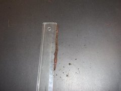 Green Worm (Allolobophora chlorotica)