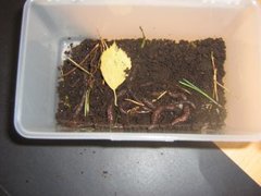 Green Worm (Allolobophora chlorotica)