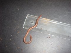 Green Worm (Allolobophora chlorotica)