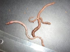 Green Worm (Allolobophora chlorotica)