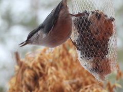 Nuthatch (Sitta europaea)