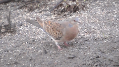 Oriental Turtle Dove (Streptopelia orientalis)