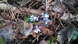 Blåveis (Hepatica nobilis)