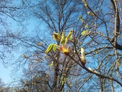 Hestekastanje (Aesculus hippocastanum)