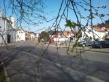 Bjørk (Betula pubescens)