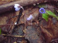 Hvitveis (Anemone nemorosa)