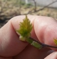 Bjørk (Betula pubescens)