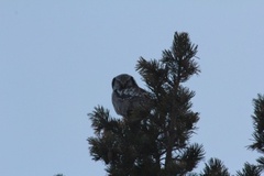 Northern Hawk Owl (Surnia ulula)