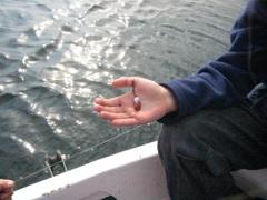Atlantic cod (Gadus morhua)