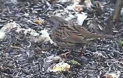 Jernspurv (Prunella modularis)