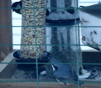 Nuthatch (Sitta europaea)