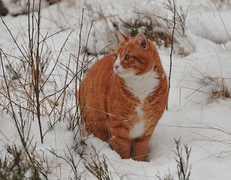 Cat (Felis catus)