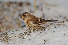 Lesser Redpoll (Acanthis cabaret)