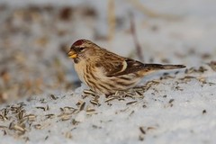 Brunsisik (Carduelis cabaret)