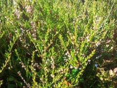 Røsslyng (Calluna vulgaris)