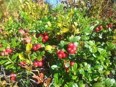 Tyttebær (Vaccinium vitis-idaea)