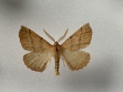 Feathered Thorn (Colotois pennaria)