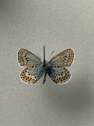 Argusblåvinge (Plebejus argus)