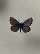 Silver-studded Blue (Plebejus argus)
