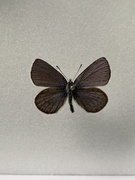 Cranberry Blue (Plebejus optilete)